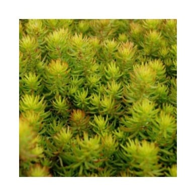 Sedum reflexum 'Yellow Cushion' (Pépinières Lepage)
