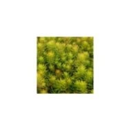 Sedum reflexum 'Yellow Cushion' (Pépinières Lepage)