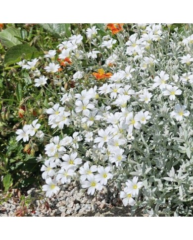 Cerastium tomentosum var. columnae (Pépinières Lepage)