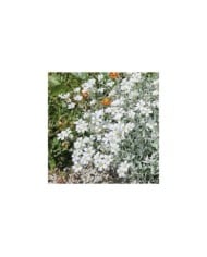 Cerastium tomentosum var. columnae (Pépinières Lepage)
