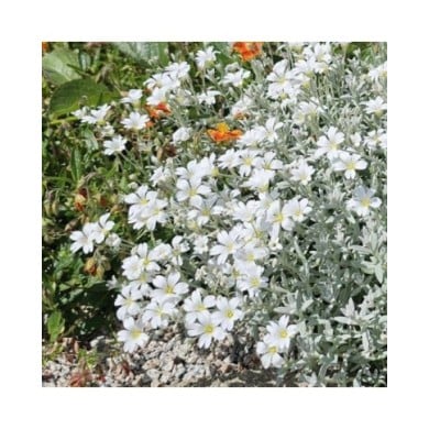 Cerastium tomentosum var. columnae (Pépinières Lepage)