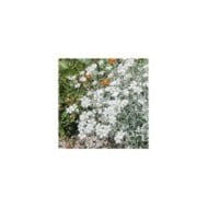 Cerastium tomentosum var. columnae (Pépinières Lepage)
