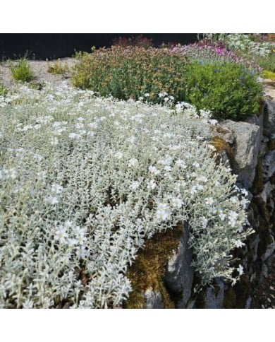 Cerastium tomentosum var. columnae (Pépinières Lepage)
