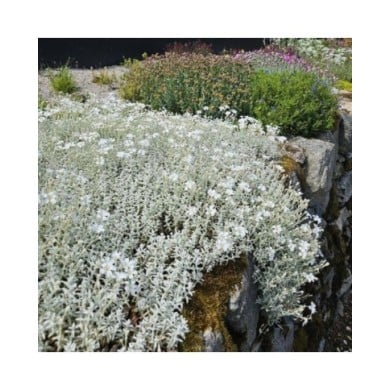 Cerastium tomentosum var. columnae (Pépinières Lepage)