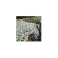 Cerastium tomentosum var. columnae (Pépinières Lepage)