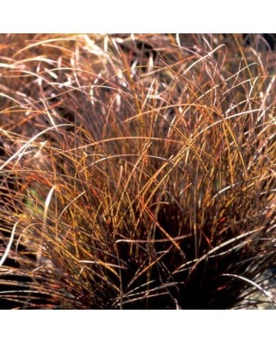 Carex comans 'Kupferflamme' (Pépinières Lepage)