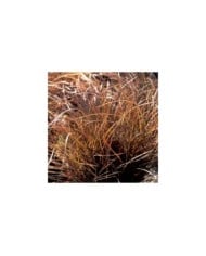 Carex comans 'Kupferflamme' (Pépinières Lepage)
