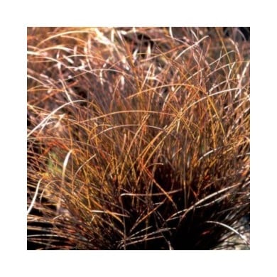 Carex comans 'Kupferflamme' (Pépinières Lepage)
