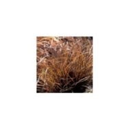 Carex comans 'Kupferflamme' (Pépinières Lepage)