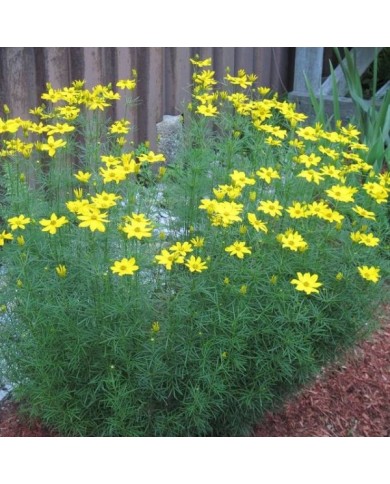 Coreopsis verticillata 'Grandiflora' (Rob Duval / wikimedia.org)