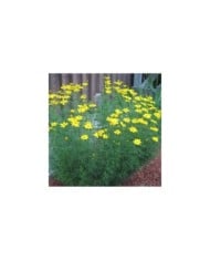 Coreopsis verticillata 'Grandiflora' (Rob Duval / wikimedia.org)
