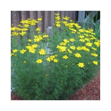 Coreopsis verticillata 'Grandiflora' (Rob Duval / wikimedia.org)
