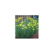 Coreopsis verticillata 'Grandiflora' (Rob Duval / wikimedia.org)
