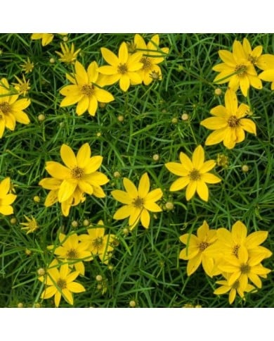 Coreopsis verticillata 'Zagreb' ( F. D. Richards / flickr.com/)