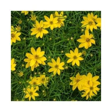 Coreopsis verticillata 'Zagreb' ( F. D. Richards / flickr.com/)