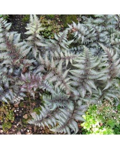Athyrium niponicum var. pictum (Fougère femelle) (Leonora (Ellie) Enking / flickr.com)