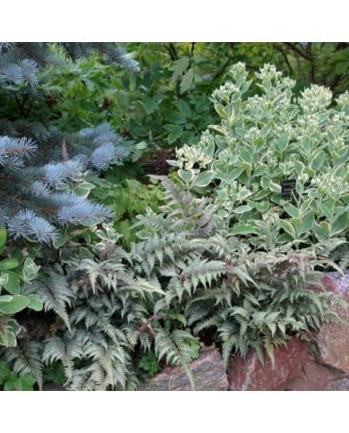 Athyrium niponicum var. pictum (Fougère femelle) (cultivar413 / wikimedia.org)