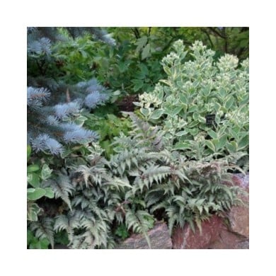 Athyrium niponicum var. pictum (Fougère femelle) (cultivar413 / wikimedia.org)