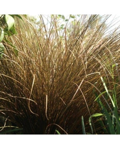 Carex comans 'Milk Chocolate' (Pépinières Lepage)