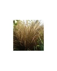 Carex comans 'Milk Chocolate' (Pépinières Lepage)
