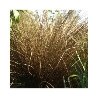 Carex comans 'Milk Chocolate' (Pépinières Lepage)