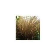 Carex comans 'Milk Chocolate' (Pépinières Lepage)
