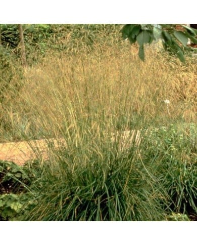 Deschampsia cespitosa 'Goldschleier' (Pépinières Lepage)