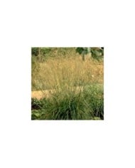 Deschampsia cespitosa 'Goldschleier' (Pépinières Lepage)