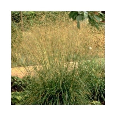 Deschampsia cespitosa 'Goldschleier' (Pépinières Lepage)