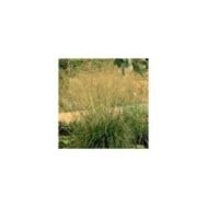Deschampsia cespitosa 'Goldschleier' (Pépinières Lepage)