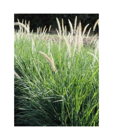 Pennisetum orientale 'Fairy Tails' (Pépinières Lepage)
