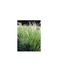 Pennisetum orientale 'Fairy Tails' (Pépinières Lepage)