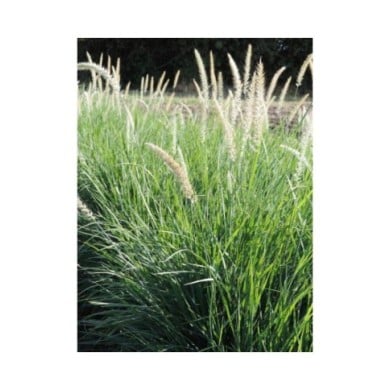 Pennisetum orientale 'Fairy Tails' (Pépinières Lepage)
