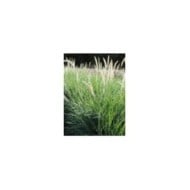 Pennisetum orientale 'Fairy Tails' (Pépinières Lepage)