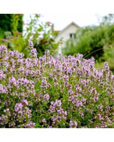 Thym commun (Thymus vulgaris) (Maksim Shebeko / Adobe Stock)