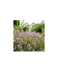 Thym commun (Thymus vulgaris) (Maksim Shebeko / Adobe Stock)