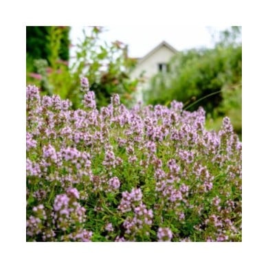 Thym commun (Thymus vulgaris) (Maksim Shebeko / Adobe Stock)
