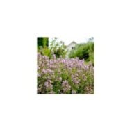 Thym commun (Thymus vulgaris) (Maksim Shebeko / Adobe Stock)