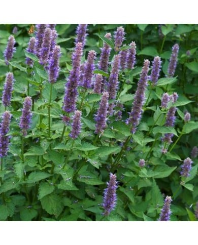 Agastache foeniculum (anisata) - Agastache fenouil (nickkurzenko / Adobe Stock)