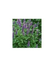 Agastache foeniculum (anisata) - Agastache fenouil (nickkurzenko / Adobe Stock)
