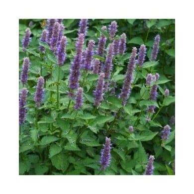 Agastache foeniculum (anisata) - Agastache fenouil (nickkurzenko / Adobe Stock)