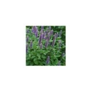 Agastache foeniculum (anisata) - Agastache fenouil (nickkurzenko / Adobe Stock)