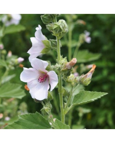 Guimauve officinale BIO - Althaea officinalis (Agnieszka Kwiecie? - Nova / wikimedia.org)
