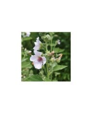 Guimauve officinale BIO - Althaea officinalis (Agnieszka Kwiecie? - Nova / wikimedia.org)