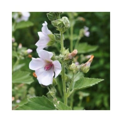 Guimauve officinale BIO - Althaea officinalis (Agnieszka Kwiecie? - Nova / wikimedia.org)