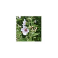 Guimauve officinale BIO - Althaea officinalis (Agnieszka Kwiecie? - Nova / wikimedia.org)