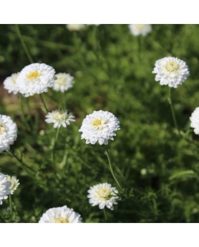 Camomille à fleurs doubles - Chamaemelum nobile 'Ligulosum' (jercou / Adobe Stock)