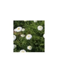 Camomille à fleurs doubles - Chamaemelum nobile 'Ligulosum' (jercou / Adobe Stock)