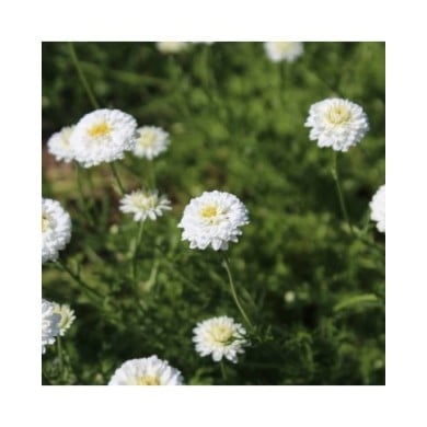 Camomille à fleurs doubles - Chamaemelum nobile 'Ligulosum' (jercou / Adobe Stock)