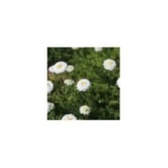 Camomille à fleurs doubles - Chamaemelum nobile 'Ligulosum' (jercou / Adobe Stock)